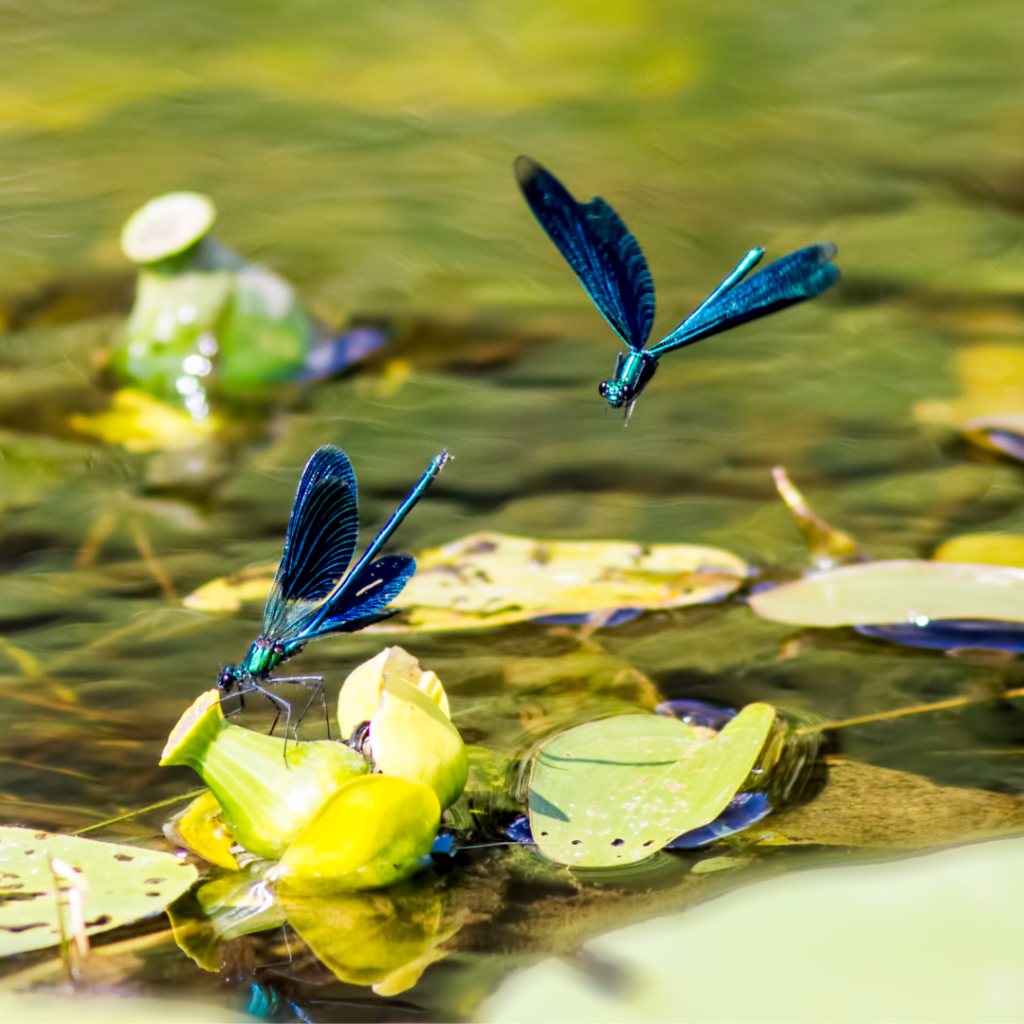 Two iridescent blue damselflies hovering over yellow water lilies.