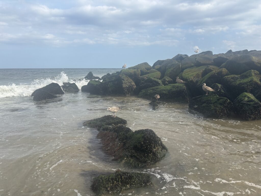 Seagulls perched on mossy rocks by the ocean with waves and a cloudy sky in the background.