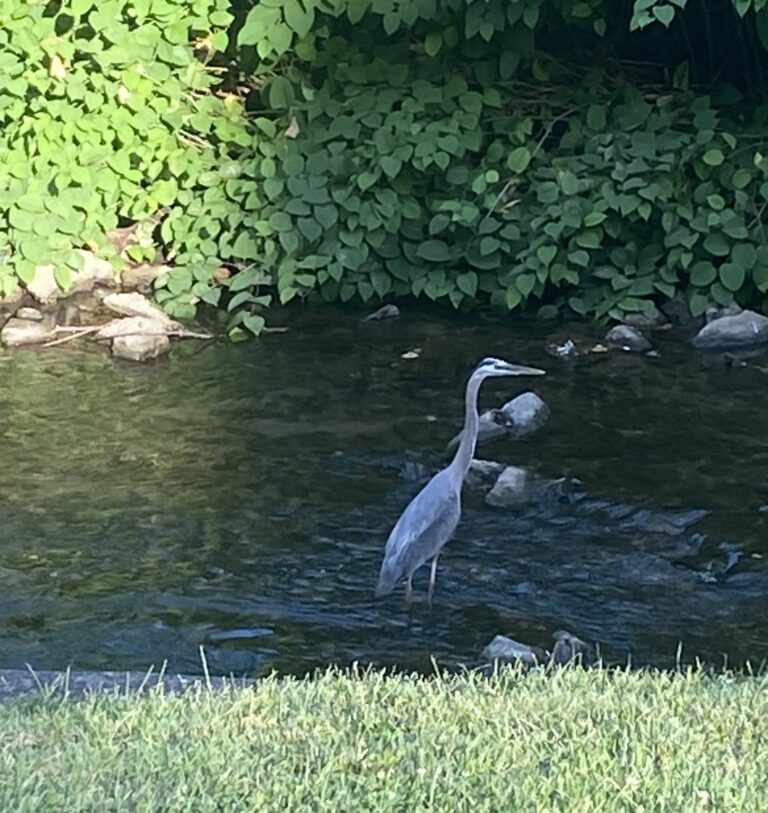 A great blue heron stands in a shallow stream near rocks, with green bushes and grass nearby.