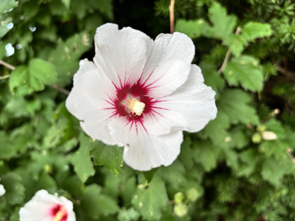 White flower with a red center and yellow stamen, surrounded by green leaves in the background.