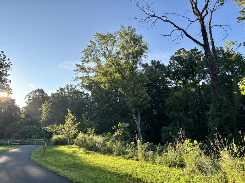 Sunny park scene with a winding path, green grass, tall trees, and blue sky in the morning or evening.