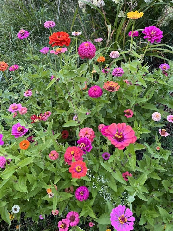 A garden bed filled with blooming zinnia flowers in vibrant pink, red, orange, and purple shades.