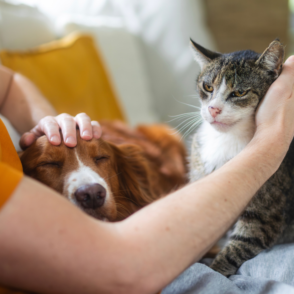 A person petting a sleeping dog and a cat at the same time.