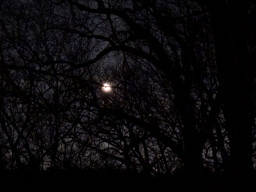 Full moon glowing behind dark, leafless tree branches at night, creating a silhouetted forest scene.