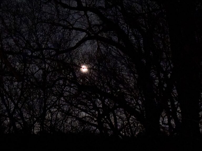 Full moon glowing behind dark, leafless tree branches at night, creating a silhouetted forest scene.