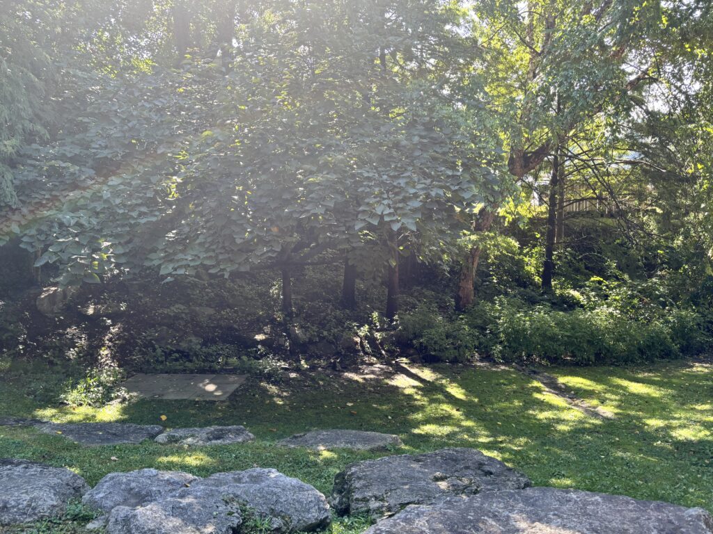 Sunlight filtering through trees above a grassy area with stone pavers and boulders.