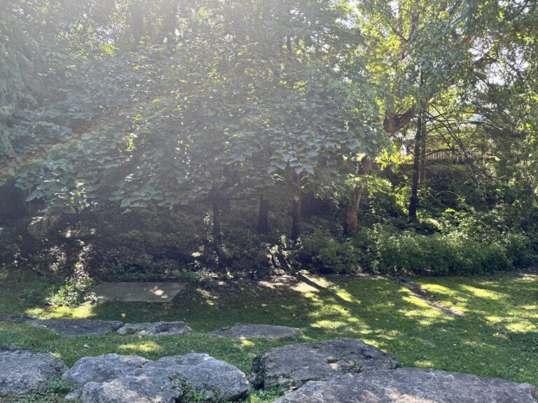 Sunlight filtering through trees above a grassy area with stone pavers and boulders.