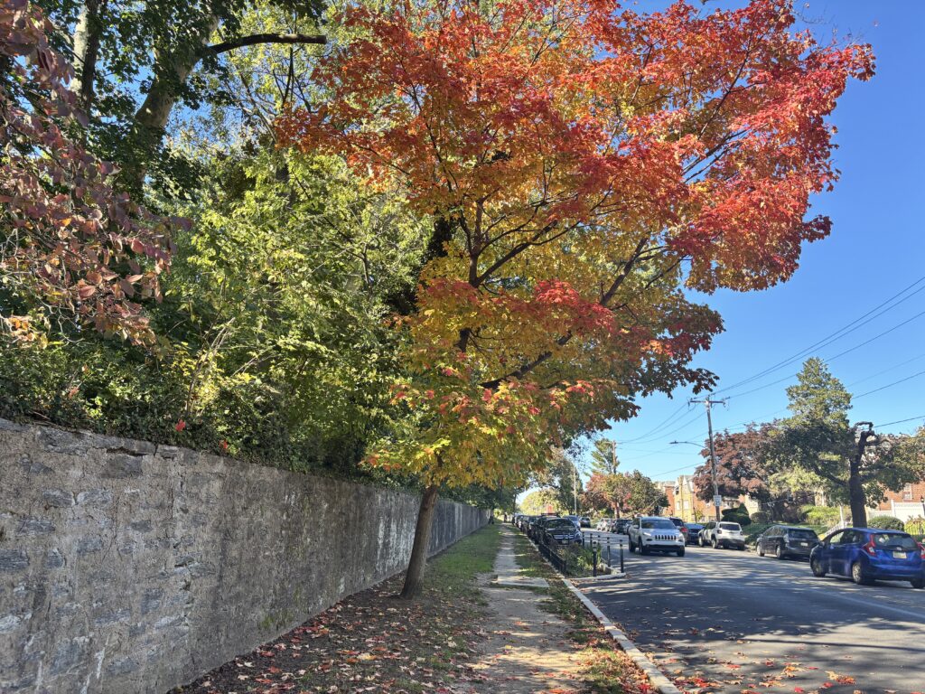 A tree with vibrant red and yellow autumn leaves stands next to a stone wall lining a street with parked cars.