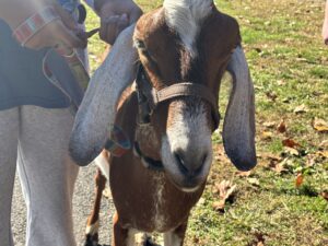 A person holding the lead of a brown and white goat with long, drooping ears.