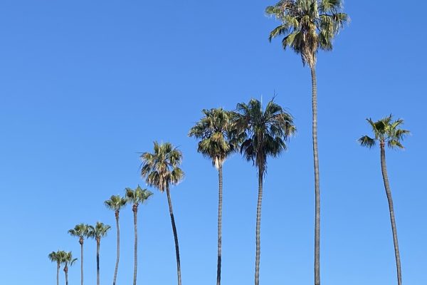 Tall palm trees in a row against a clear blue sky.