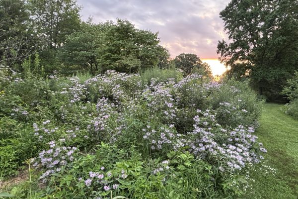 Wildflowers and lush greenery in a garden at sunset, with trees and a cloudy sky in the background.