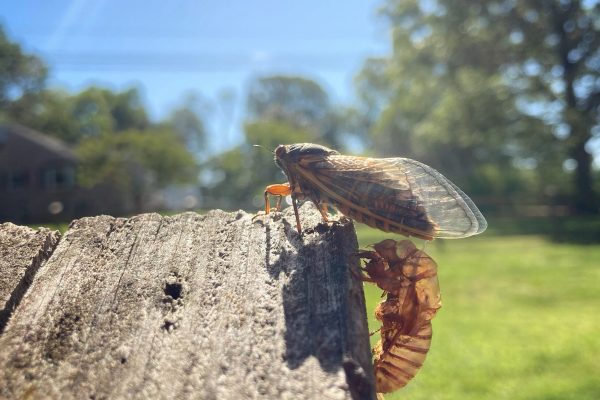 A cicada on a wooden fence next to its exoskeleton, with a sunny, green yard in the background.