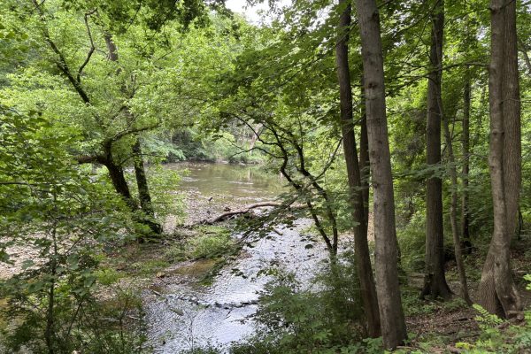 A calm creek flows through a lush, green forest with tall trees and dense foliage on a summer day.