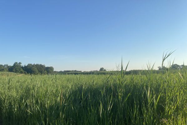 Green reeds against a blue sky