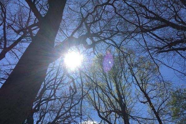 The sun shines brightly through bare tree branches against a blue sky with a few small clouds.