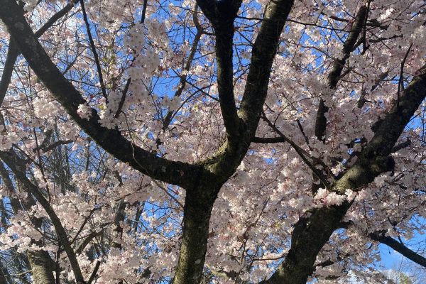 cherry blossom tree in bloom