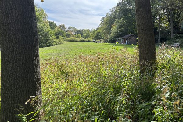 Two trees frame a grassy field with a small wooden building and benches under a partly cloudy sky.