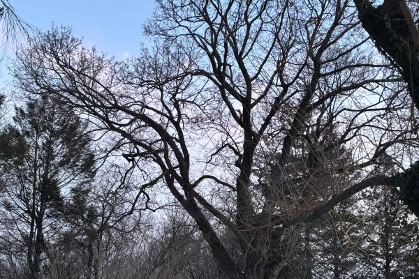 Bare tree branches against a blue sky with scattered clouds in a winter landscape.