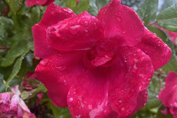 a close-up of a red rose