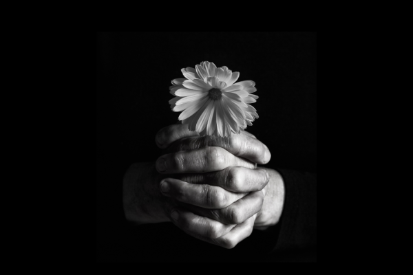 Black and white photo of hands gently holding a single daisy flower against a dark background.