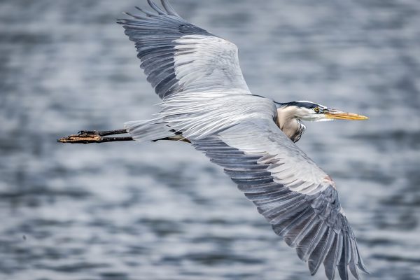A gray heron with outstretched wings flies low above a rippling body of water.