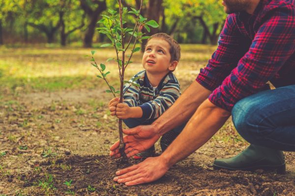 A child and an adult plant a small tree together in a forest. The child holds the tree while the adult secures it in the soil.