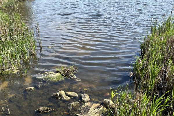 Shallow water with rocks and tall grass at the edge of a pond under bright sunlight.