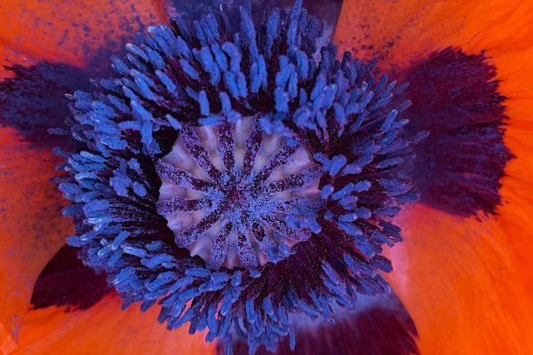 Close-up of a vibrant orange poppy flower with a detailed purple and black center.