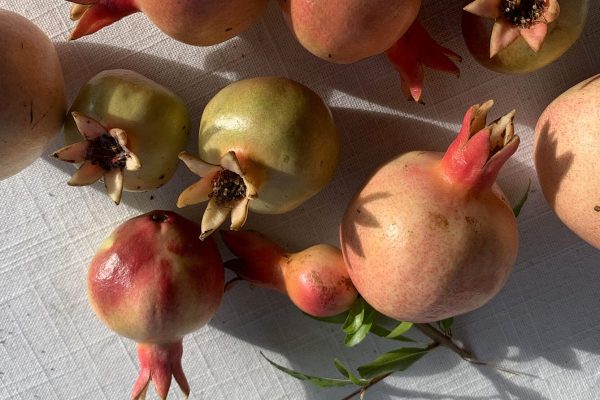 A group of pomegranates with pink and green skin on a white textured surface in sunlight.