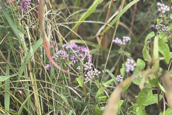 Close-up of wild grasses and purple flowers growing in a dense, natural outdoor setting.