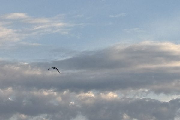 A lone bird flies in a cloudy sky at dusk with soft sunlight illuminating the clouds.
