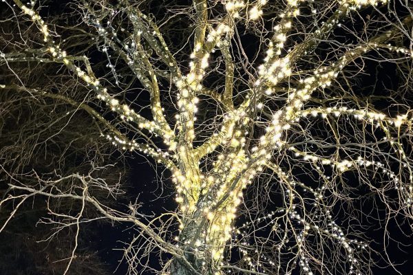 A leafless tree at night wrapped in glowing white string lights against a dark sky.