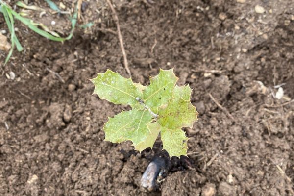 A small green sapling with spiky leaves growing in brown soil surrounded by scattered rocks and grass.