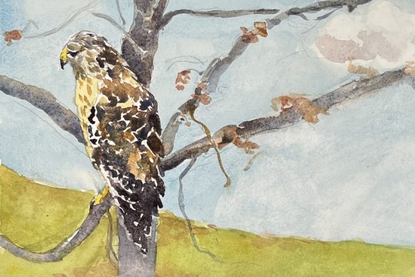 watercolor painting by Cathleen Cohen showing a hawk on a tree on the left side of the painting with green grass and blue sky and white cloud in the background
