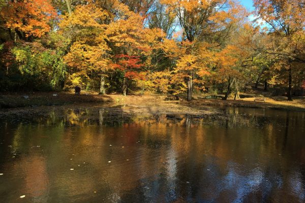 A pond reflects vibrant autumn trees with yellow and orange leaves under a clear blue sky.