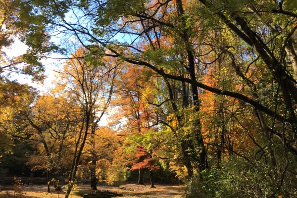 A paved path winding through a park with autumn trees in shades of yellow and orange.