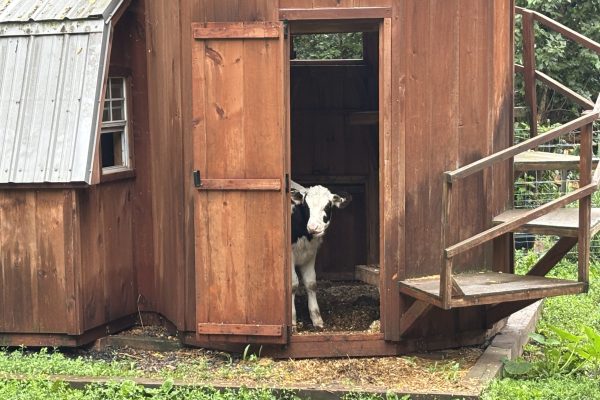A black and white cow stands inside a small wooden shed with the door open.