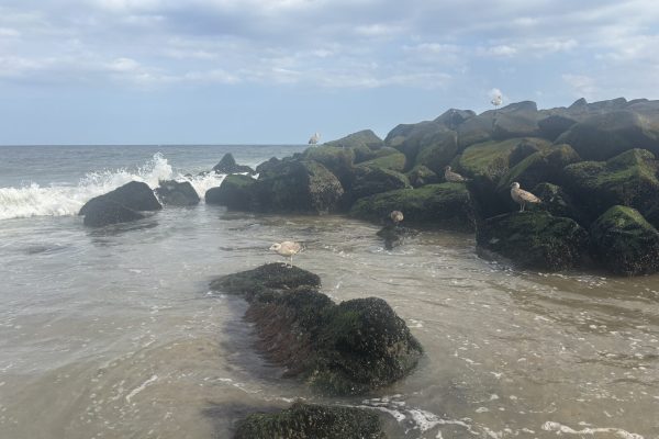 Seagulls perched on mossy rocks by the ocean with waves and a cloudy sky in the background.