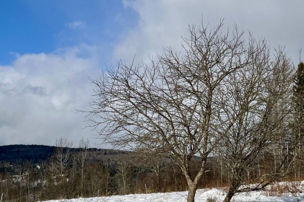 A snowy landscape with bare trees under a partly cloudy blue sky.