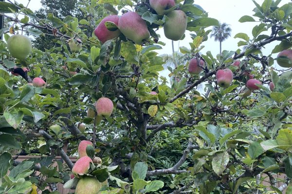 Apple tree branches with green leaves and many red apples growing, some ripe and some still green.