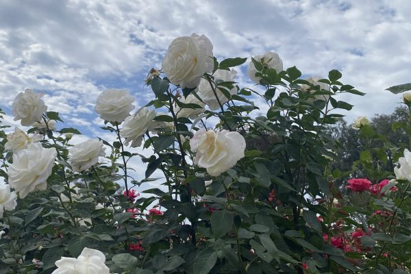 White roses blooming on tall green stems, with pink flowers and a partly cloudy sky in the background.