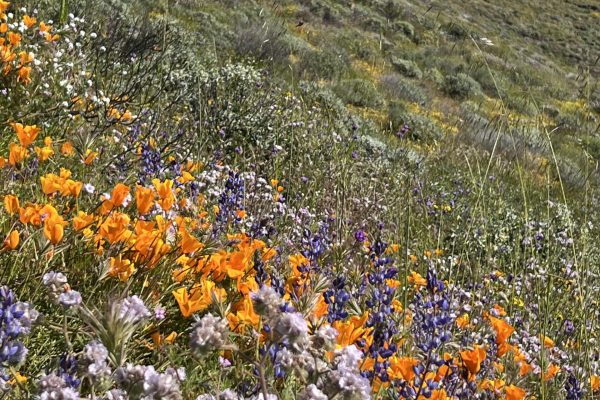 Wildflowers in bloom on a hillside with distant snow-capped mountains under a clear blue sky.
