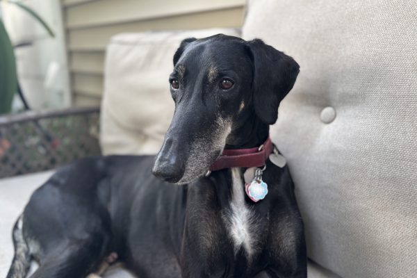 A black dog with a pink collar lounges on a beige outdoor cushion.