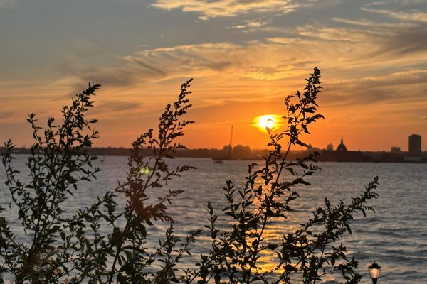 Sunset over a river with silhouetted branches in the foreground and city skyline in the background.