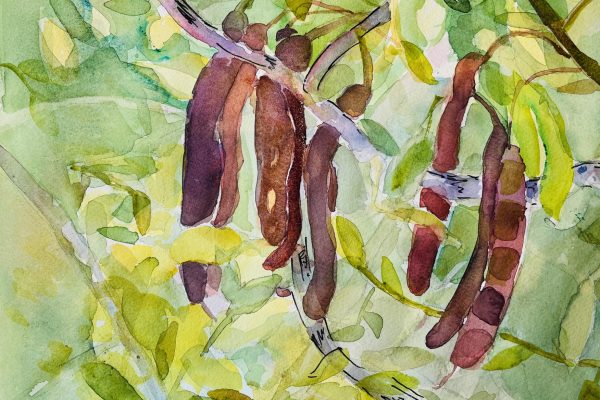 Watercolor painting of tamarind pods hanging from tree branches with green leaves in the background.