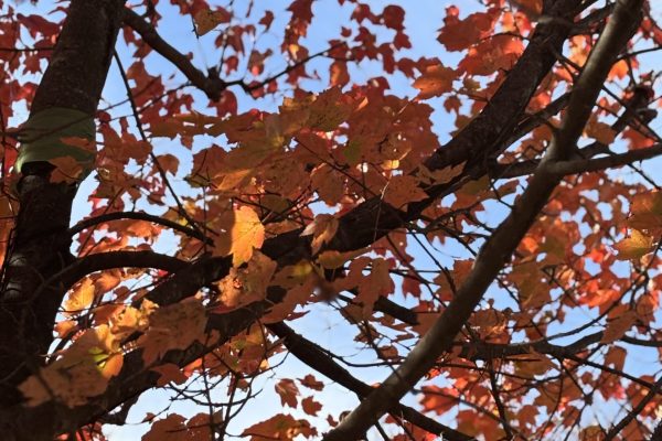 Branches with vibrant red and orange autumn leaves against a blue sky.