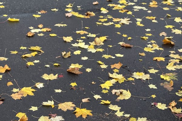 Yellow and brown autumn leaves scattered on wet asphalt.