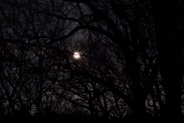 Full moon glowing behind dark, leafless tree branches at night, creating a silhouetted forest scene.