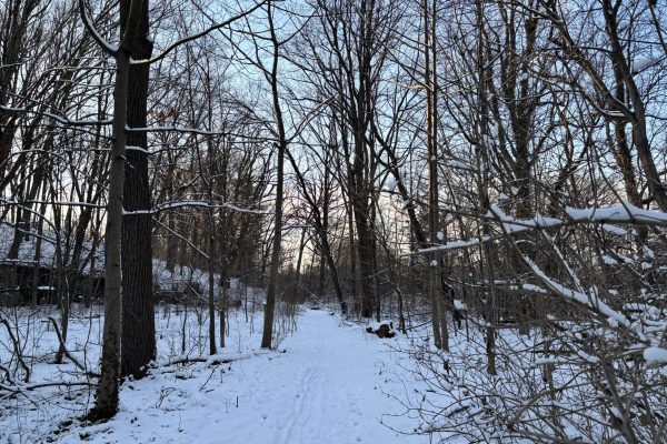 A snowy forest path surrounded by bare trees under a clear sky in winter.