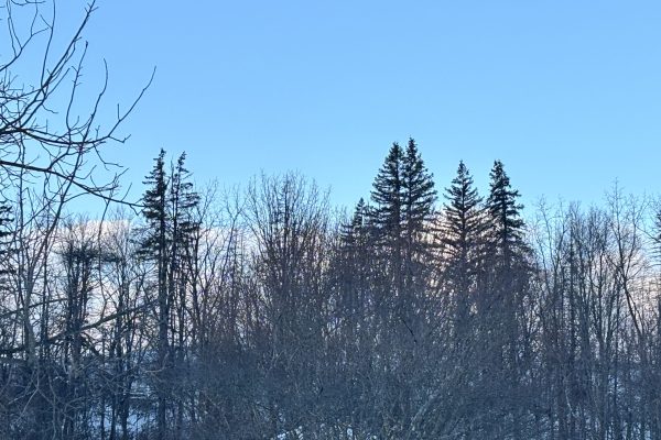 Bare winter trees and tall evergreens stand against a clear blue sky with snow on the ground and distant hills.